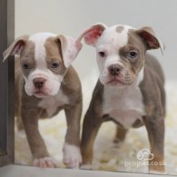 Dorset Olde Tyme Bulldogge - Both