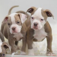 Dorset Olde Tyme Bulldogge - Both