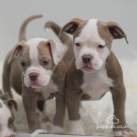 Dorset Olde Tyme Bulldogge - Both