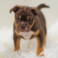 Dorset Olde Tyme Bulldogge - Both