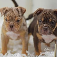 Dorset Olde Tyme Bulldogge - Both