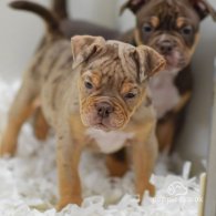 Dorset Olde Tyme Bulldogge - Both