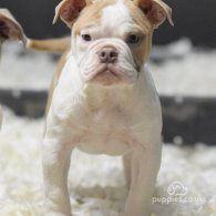 Dorset Olde Tyme Bulldogge - Both