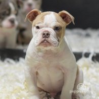 Dorset Olde Tyme Bulldogge - Both