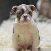 Dorset Olde Tyme Bulldogge - Both