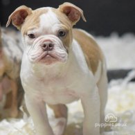 Dorset Olde Tyme Bulldogge - Both