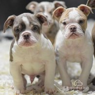 Dorset Olde Tyme Bulldogge - Both