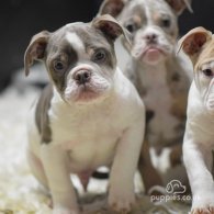 Dorset Olde Tyme Bulldogge - Both