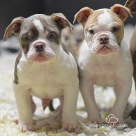 Dorset Olde Tyme Bulldogge - Both