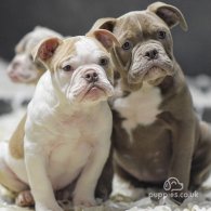 English Bulldog - Both