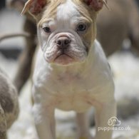 English Bulldog - Both