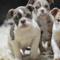 English Bulldog - Both