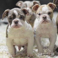 English Bulldog - Both