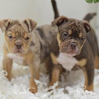 English Bulldog - Both