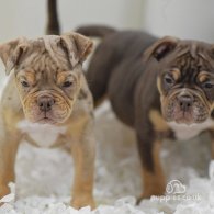 English Bulldog - Both