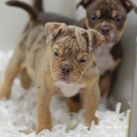 English Bulldog - Both