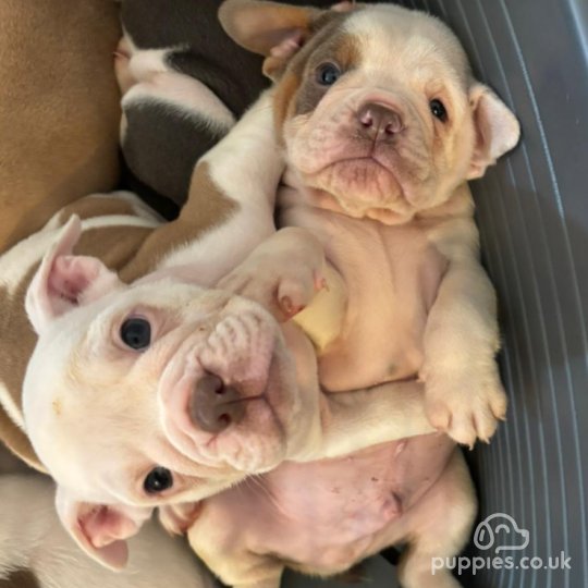 English Bulldog - Dogs