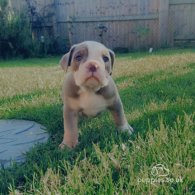 English Bulldog - Bitches