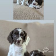 English Springer Spaniel - Both