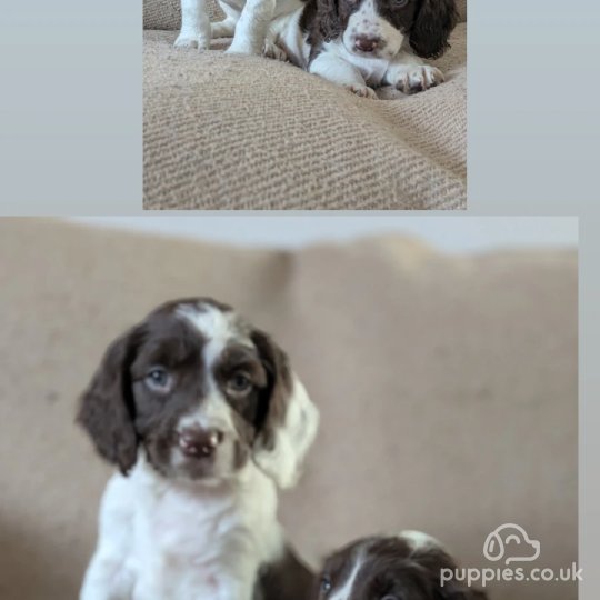 English Springer Spaniel - Both