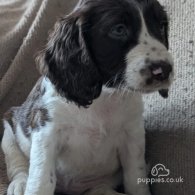 English Springer Spaniel - Both