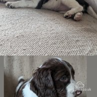 English Springer Spaniel - Both