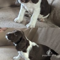 English Springer Spaniel - Both