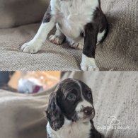 English Springer Spaniel - Both