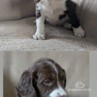 English Springer Spaniel - Both