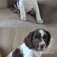 English Springer Spaniel - Both