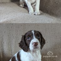 English Springer Spaniel - Both