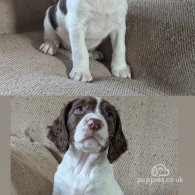 English Springer Spaniel - Both