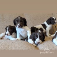 English Springer Spaniel - Both