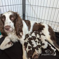 English Springer Spaniel - Both