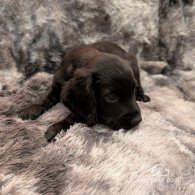 English Springer Spaniel - Both