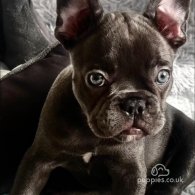 French Bulldog - Both