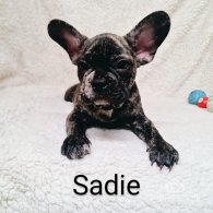 French Bulldog - Both