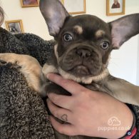 French Bulldog - Both