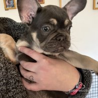 French Bulldog - Both