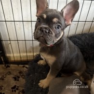 French Bulldog - Both