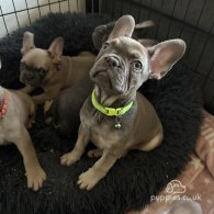 French Bulldog - Both