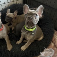 French Bulldog - Both