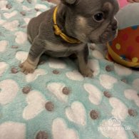 French Bulldog - Dogs