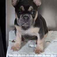 French Bulldog - Both