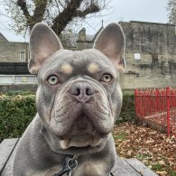 French Bulldog