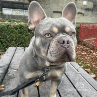 French Bulldog