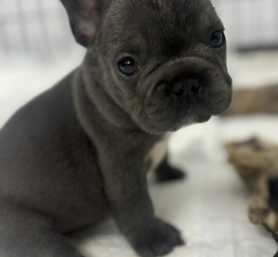 French Bulldog