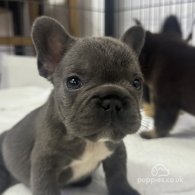 French Bulldog - Both