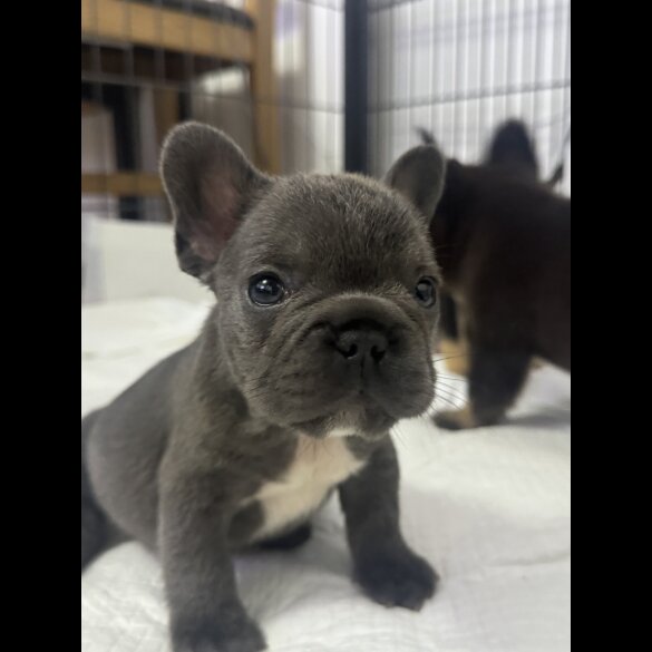 French Bulldog - Both