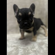 French Bulldog - Both